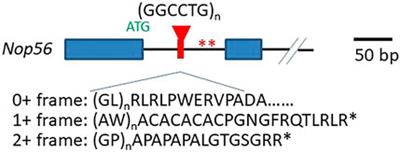 Spinocerebellar Ataxia 36: From Mutations Toward Therapies